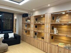-猫十亿·布偶金渐层·曼基康矮脚猫舍(青年路店)