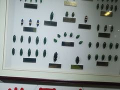 -上海昆虫博物馆