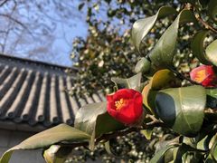 -青岛崂山太清宫