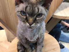-momokira米努特·德文卷毛猫·棉花面纱犬