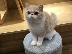 -滚猫咖啡·猫咖·猫友好撸猫(未来城店)