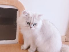 -猫腻·猫咖·撸猫馆(星光大道店)