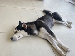 -怪兽屋·羊驼·猫咖·狗咖(俊华广场店)