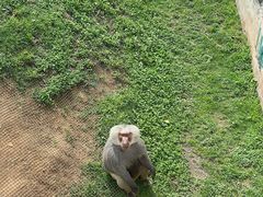 -西霞口神雕山野生动物世界