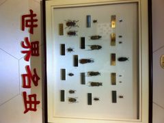 上海昆虫博物馆-上海昆虫博物馆