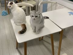 -喵的天空名猫咖啡馆·撸猫·猫舍·用品