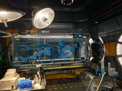 -奥兰多迪士尼动物王国乐园