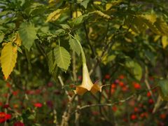 -南通洲际绿博园