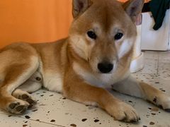 -喜柴咖啡·柴犬狗咖