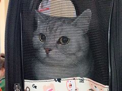 -申普宠物医院·心脏介入·心血管微创(总院)