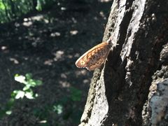 -帽儿山国家森林公园