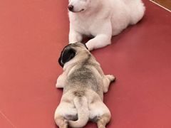 -和它·交个朋友·狗咖猫咖(爱琴海店)