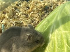 -青石桥花鸟鱼虫市场(叠翠城店)