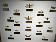 -上海昆虫博物馆