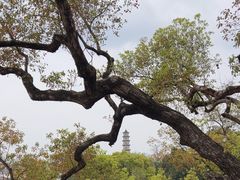 -江心屿景区