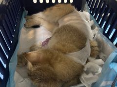 -瑞派·关忠动物医院(国瑞店)