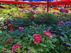 -洛阳市隋唐城遗址植物园