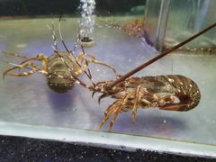 -盒马鲜生(悠方店)