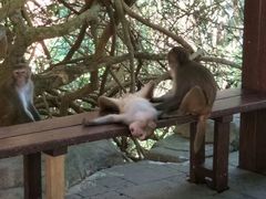 -南湾猴岛+椰田古寨一日游