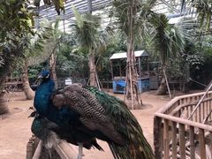 -呀路古热带植物园
