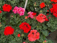 -龙大花卉苗木市场