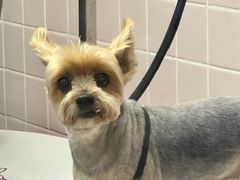 -FAELING PETS美天灵宠物(富力广场店)