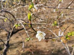 -马峦山郊野公园