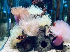 -太平洋海底世界