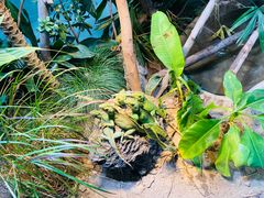 -上海大自然野生昆虫馆(东方明珠·爬宠昆虫探索中心)