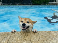 -汪说喵讲宠物乐园宠物酒店(红星美凯龙店)