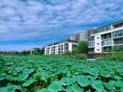 -天津东丽湖风景区