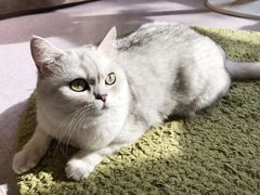 -猫和宫(六道口店)