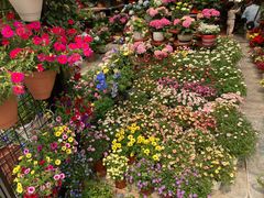 -广西壮族自治区药用植物园