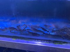 -八仔大富楼·河鲜(西江店)