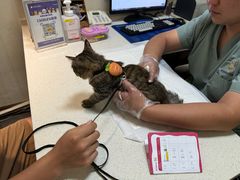 -宠爱国际动物医院· 猫科· 外科·中兽医(长白店)