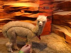 -酷嗒动物文化乐园(cutezoo西溪乐天城店)