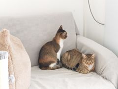 -创凡宠物医院·骨专科  猫科中心(西乡分院)