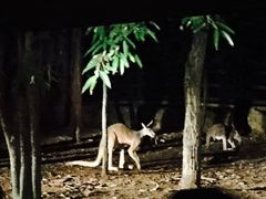 -清迈夜间动物园