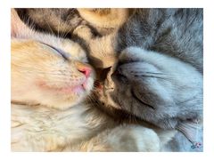 -more than meow吴止猫主题餐厅(承德 中船汇店)