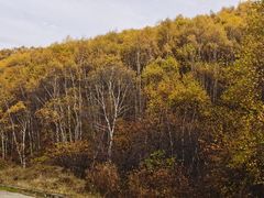 -苏木山森林公园