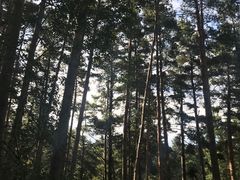 景点-美人松苑