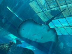 -乐从天佑城海洋馆