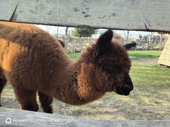 -祥源·阜阳生态乐园