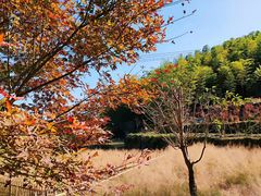 -宁波浙东大竹海景区