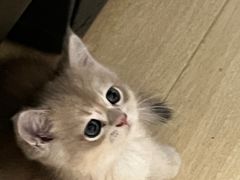 -东方名猫馆·英短金渐层布偶猫舍(环线广场1号楼店)