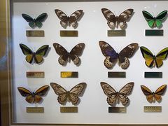 -上海昆虫博物馆