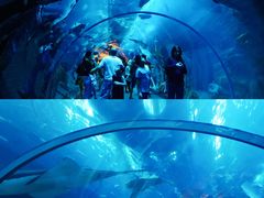 -迪拜水族馆及水下动物园