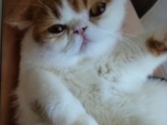 -飞行喵MR PILOT|猫舍·猫咖(静安大融城店)
