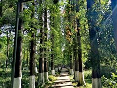 -花溪公园