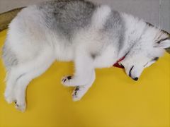 -Husky Go! 哈士奇体验馆·宠物咖啡厅狗咖
